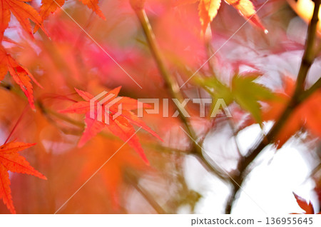 Autumn scenery Autumn scenery 136955645