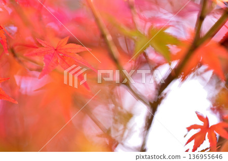 Autumn scenery Autumn scenery 136955646