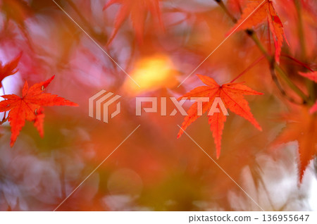 Autumn scenery Autumn scenery 136955647