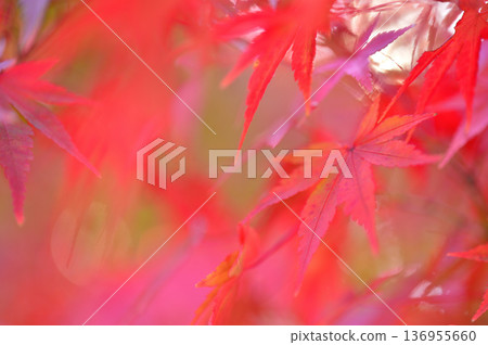 秋天的景色 136955660