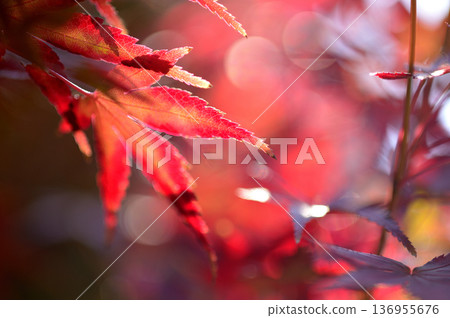 Autumn scenery Autumn scenery 136955676