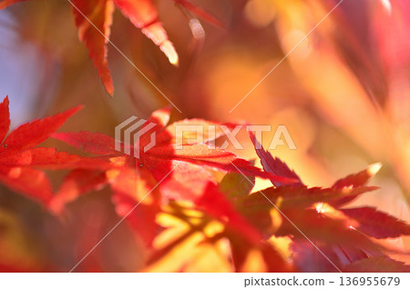 秋天的景色 秋天的景色 136955679
