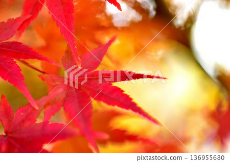 秋天的景色 秋天的景色 136955680