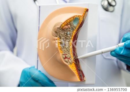 Doctor holding female breast human anatomy model. Doctor holding female breast human anatomy model. 136955700