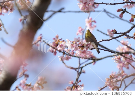 一隻美麗的日本繡眼鳥棲息在河津櫻花樹上。 一隻美麗的日本繡眼鳥棲息在河津櫻花樹上。 136955703