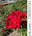 Red flowers blooming on a sunny day 136955741