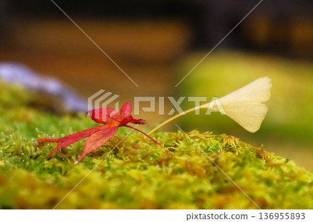 Iwato deciduous shrine Iwato deciduous shrine 136955893