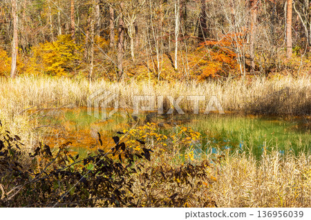Autumn in Urabandai, Fukushima - Autumn foliage at Lake Goshikinuma and Lake Akanuma Autumn in Urabandai, Fukushima - Autumn foliage at Lake Goshikinuma and Lake Akanuma 136956039