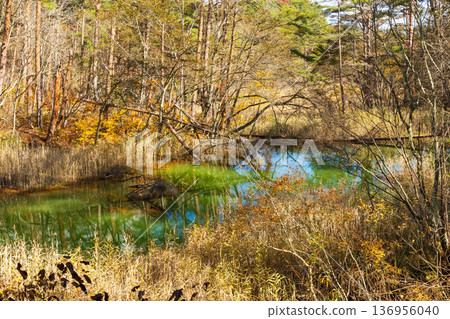 Autumn in Urabandai, Fukushima - Autumn foliage at Lake Goshikinuma and Lake Akanuma Autumn in Urabandai, Fukushima - Autumn foliage at Lake Goshikinuma and Lake Akanuma 136956040