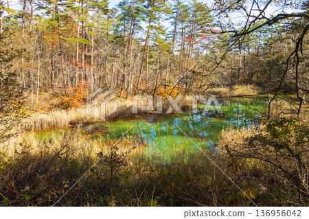 Autumn in Urabandai, Fukushima - Autumn foliage at Lake Goshikinuma and Lake Akanuma Autumn in Urabandai, Fukushima - Autumn foliage at Lake Goshikinuma and Lake Akanuma 136956042