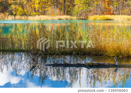 福島縣貔原台的秋天：五色沼湖和弁天池的秋葉 136956063