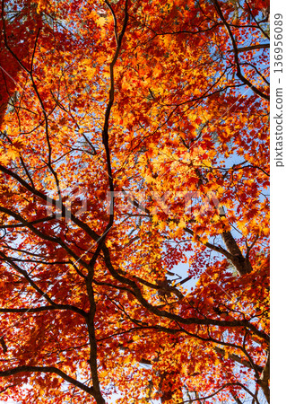 Autumn in Fukushima Urabandai: Lake Goshikinuma with autumn foliage Autumn in Fukushima Urabandai: Lake Goshikinuma with autumn foliage 136956089