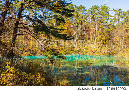Autumn in Urabandai, Fukushima - Autumn foliage at Lake Goshikinuma and Aonuma Autumn in Urabandai, Fukushima - Autumn foliage at Lake Goshikinuma and Aonuma 136956090