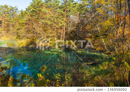 福島縣裡盤的秋天 - 五色沼湖和青沼的秋葉 136956092