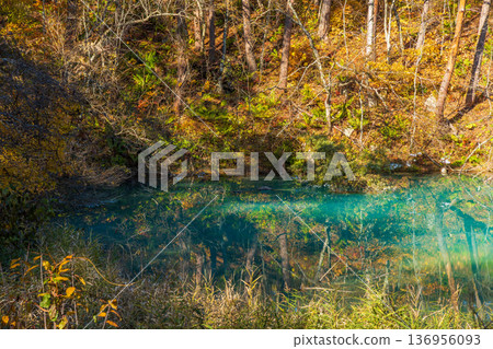 福島縣裡盤的秋天 - 五色沼湖和青沼的秋葉 136956093