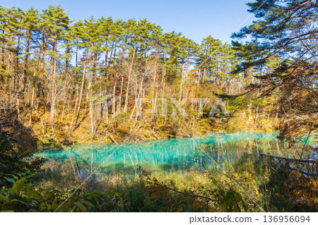 福島縣裡盤的秋天 - 五色沼湖和青沼的秋葉 136956094