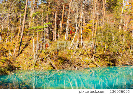 Autumn in Urabandai, Fukushima - Autumn foliage at Lake Goshikinuma and Aonuma Autumn in Urabandai, Fukushima - Autumn foliage at Lake Goshikinuma and Aonuma 136956095