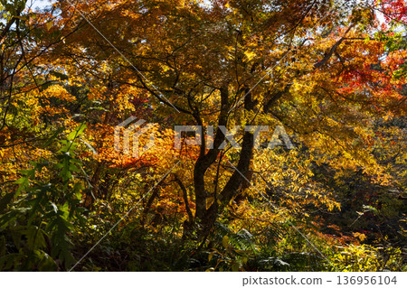 Autumn in Fukushima Urabandai: Lake Goshikinuma with autumn foliage Autumn in Fukushima Urabandai: Lake Goshikinuma with autumn foliage 136956104