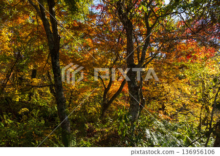Autumn in Fukushima Urabandai: Lake Goshikinuma with autumn foliage Autumn in Fukushima Urabandai: Lake Goshikinuma with autumn foliage 136956106