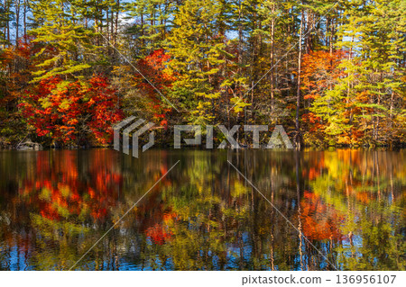 福島縣裡盤的秋天:五色沼、柳沼的紅葉 福島縣裡盤的秋天:五色沼、柳沼的紅葉 136956107