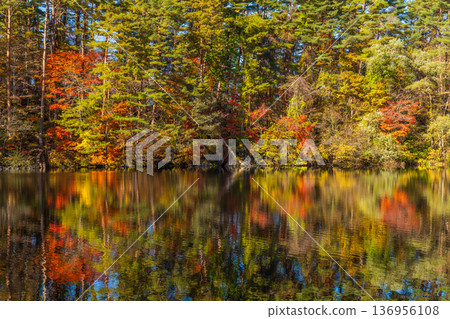 福島縣裡盤的秋天:五色沼、柳沼的紅葉 福島縣裡盤的秋天:五色沼、柳沼的紅葉 136956108
