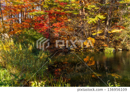 福島縣裡盤的秋天:五色沼、柳沼的紅葉 福島縣裡盤的秋天:五色沼、柳沼的紅葉 136956109