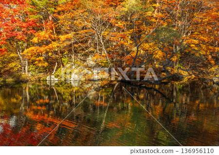 福島縣裡盤的秋天:五色沼、柳沼的紅葉 福島縣裡盤的秋天:五色沼、柳沼的紅葉 136956110
