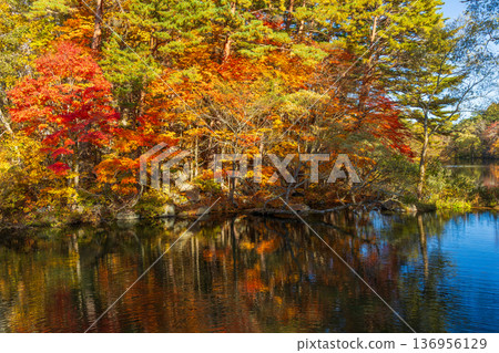 Autumn in Urabandai, Fukushima: Autumn foliage at Lake Goshikinuma and Yanaginuma Autumn in Urabandai, Fukushima: Autumn foliage at Lake Goshikinuma and Yanaginuma 136956129