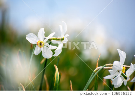 White daffodil narcissus flowers on Golica mountain, Slovenia, at spring. Easter background 136956132