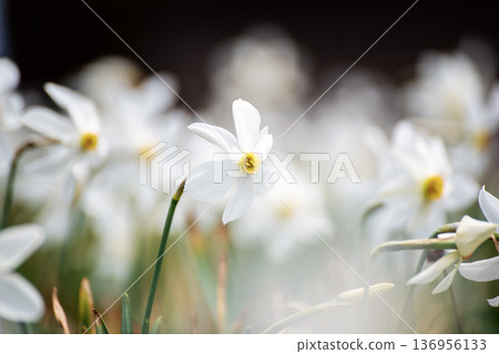White daffodil narcissus flowers on Golica mountain, Slovenia, at spring. Easter background White daffodil narcissus flowers on Golica mountain, Slovenia, at spring. Easter background 136956133