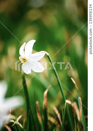 White daffodil narcissus flower on Golica mountain, Slovenia, at spring. Easter background White daffodil narcissus flower on Golica mountain, Slovenia, at spring. Easter background 136956134