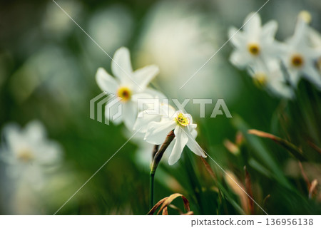 White daffodil narcissus flowers on Golica mountain, Slovenia, at spring. Easter background White daffodil narcissus flowers on Golica mountain, Slovenia, at spring. Easter background 136956138