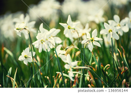 White daffodil narcissus flowers on Golica mountain, Slovenia, at spring. Easter background White daffodil narcissus flowers on Golica mountain, Slovenia, at spring. Easter background 136956144