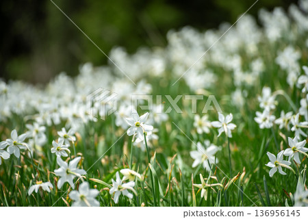 White daffodil narcissus flowers on Golica mountain, Slovenia, at spring. Easter background White daffodil narcissus flowers on Golica mountain, Slovenia, at spring. Easter background 136956145