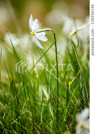 White daffodil narcissus flowers on Golica mountain, Slovenia, at spring. Easter background 136956146
