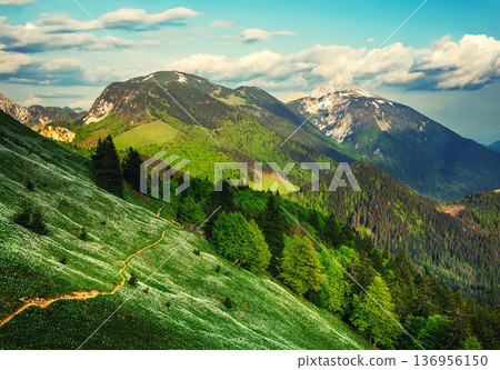 White daffodil narcissus flowers on Golica mountain in Karavanke range, Slovenia, at spring 136956150