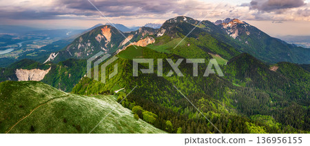 White daffodil narcissus flowers on Golica mountain in Karavanke range, Slovenia, at spring 136956155