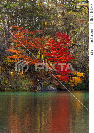 Autumn in Urabandai, Fukushima - Autumn foliage at Lake Bishamon 136956180