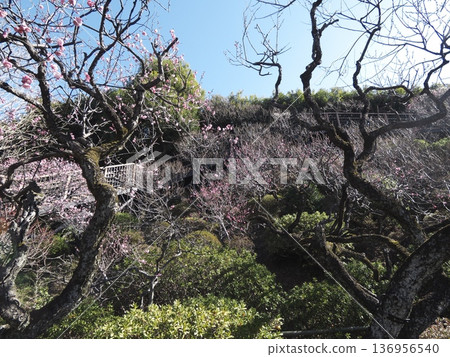 池上梅園春意盎然,盛開的紅梅花和交錯縱橫的梅枝構成了一幅美麗的畫卷。 池上梅園春意盎然,盛開的紅梅花和交錯縱橫的梅枝構成了一幅美麗的畫卷。 136956540