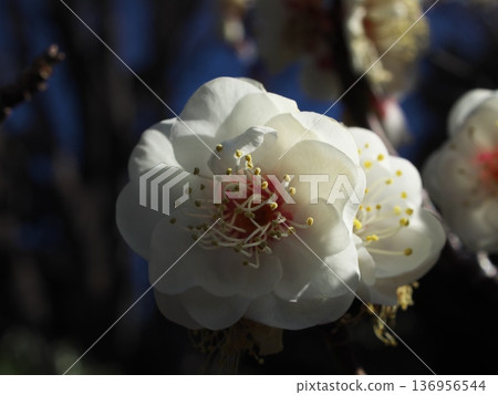 白色梅花的特寫 白色梅花的特寫 136956544