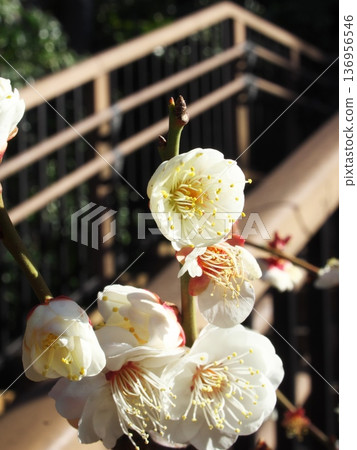 春日景色,池上梅園裡盛開著白色的梅花,背景是花園的欄桿。 春日景色,池上梅園裡盛開著白色的梅花,背景是花園的欄桿。 136956546