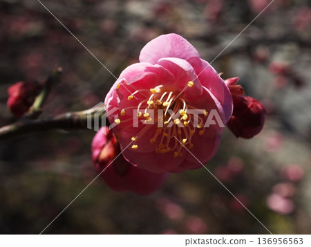 春日陽光下盛開的紅梅花特寫 136956563