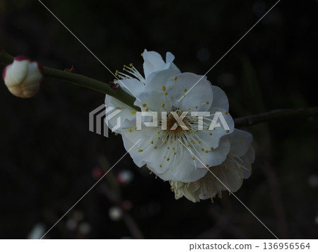 深色背景下的白色梅花和花苞特寫 深色背景下的白色梅花和花苞特寫 136956564