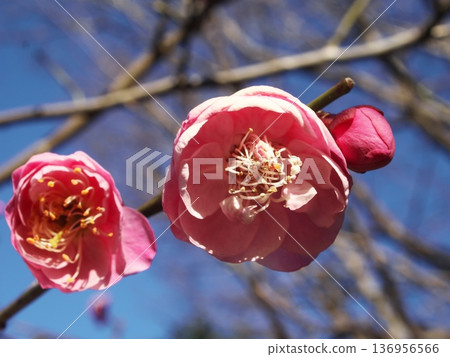 A close-up of blooming red plum blossoms under the blue sky at Ikegami Plum Garden A close-up of blooming red plum blossoms under the blue sky at Ikegami Plum Garden 136956566