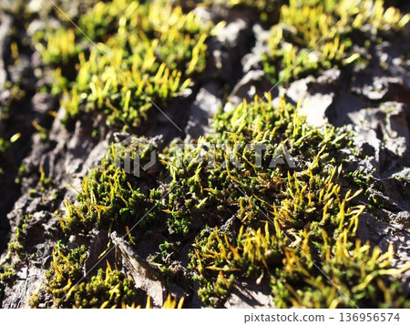 A close-up of moss growing on tree bark and blurring created by depth of field A close-up of moss growing on tree bark and blurring created by depth of field 136956574