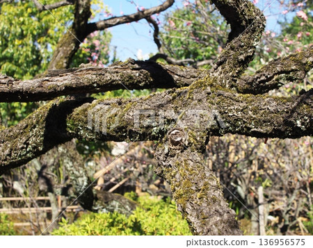 Moss-covered branches of an old plum tree with a spring garden in the background Moss-covered branches of an old plum tree with a spring garden in the background 136956575