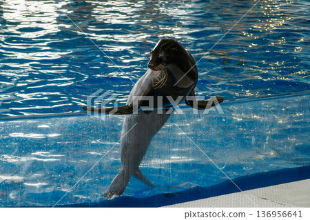 海獅從泳池探出頭來 海獅從泳池探出頭來 136956641