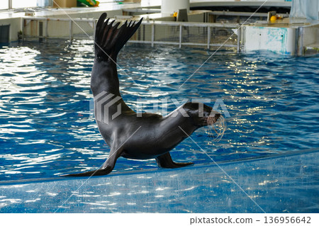 海獅 海獅 136956642
