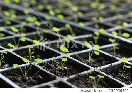 Young seedlings of Alps strawberries in reusable plastic tray. Young seedlings of Alps strawberries in reusable plastic tray. 136956821