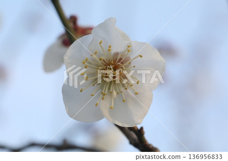 white plum blossom white plum blossom 136956833